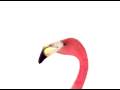 Telus flamingos