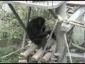 Ayumu uses both hands to hold and eat a large block of solid food provided at lunchtime.