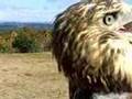 Trapping hawks in the Blue Hills