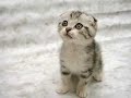 CUTIE CAT CUTE