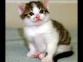 CUTIE-CAT-CUTE