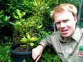 Fruit Trees in Pots - Christmas Fruit Trees in Pots - Christmas