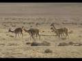 VICUÑAS