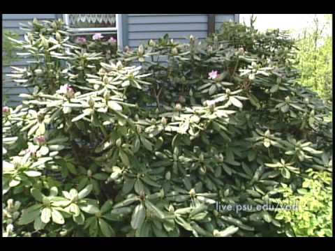 how to transplant a rhododendron video