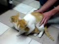 Behaarte Muschi wird hart ge****t Behaarte Muschi wird hart ge****t