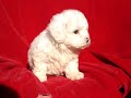 Leah - Sweet pure breed Bichon Frise girl