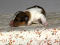 12/12生まれシェルティー・セーブル＆ホワイトの男の子