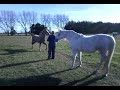 Indy horse Indy horse