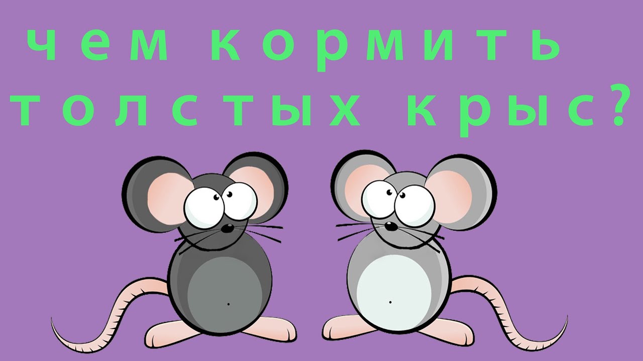 Голодные крысы. Новый корм для крыс. Реакция собаки на грызунов