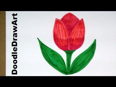 Drawing: How To Draw Cartoon Tulip Flower – Easy Drawing Lesson for Kids