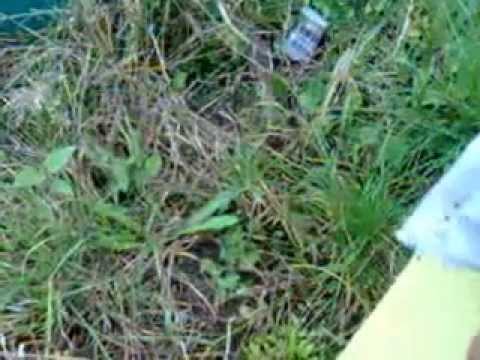 how to harvest bee pollen