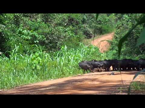 Porcos do mato Queixadas
