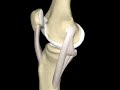 Knee & Medial Collateral Ligament Animation, ©Primal Pictures Ltd