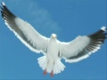 Jonathan Livingstone Seagull 2006 Part 2
