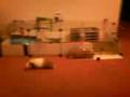 videos de crazy guinea pig running