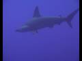videos de Squalo Martello - Hammerhead Shark