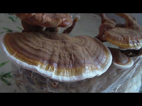 how to grow reishi mushrooms