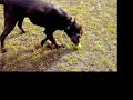 Rocky plays fetch