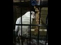 White face pearl cockatiel