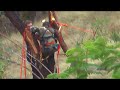 Hopland area tree rescue