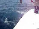 Mako shark caught aboard the Island Girl