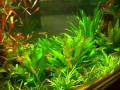 videos de Tetra tank @ Zoo Bochum