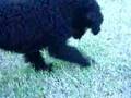 Caniche video
