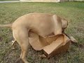 mojoe the pit bull  fights a mean ol box