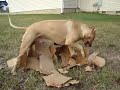 mojoe the pit bull  fights a mean ol box