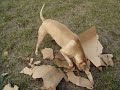 mojoe the pit bull  fights a mean ol box