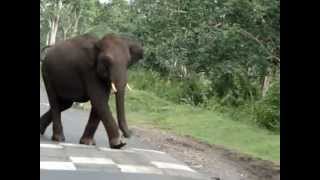 Wild Elephant Attack Mudumalai Forest Karnataka