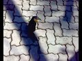 No zoo com o tucano