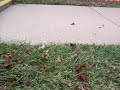 retards 011.MOV