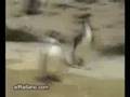 Hyper Penguin vs Tired Polar Bear