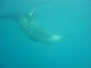 Manta Ray Manta Ray