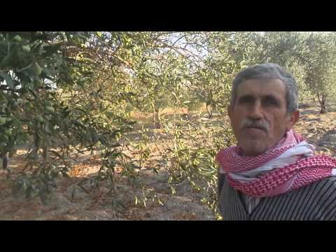 how to treat fungus on japanese maple