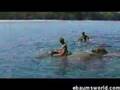 elephant-swimming