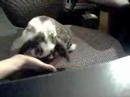 My Holland Lop 