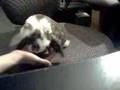 My Holland Lop Boomer