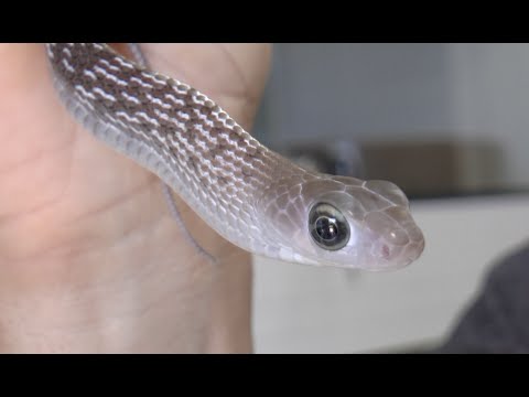 YouTube reptile video