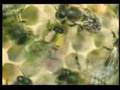 Honeybee Waggle Dance Experiment