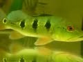 a Peacock Bass Orinocensis Young NEW!