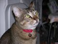 WILBY the cat..cry WILBY the cat..cry
