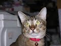 WILBY the cat..cry