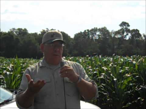 how to fertilize field corn