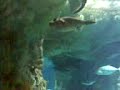 ocean park aquarium2 ocean park aquarium2