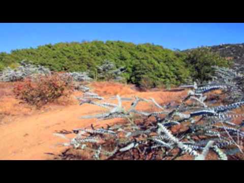 how to fertilize huckleberries