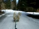 samoyeds sledding further on the course