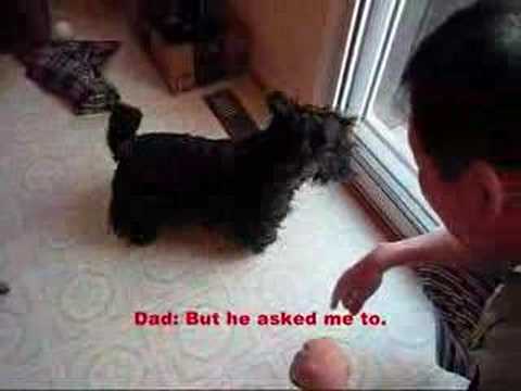 Scottish Terrier sees Squirrel