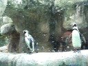 Cute Penguins Columbus Zoo